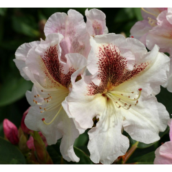 Rhododendron EXTRAORDINAIRE