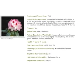 Rhododendron HACHMANNS CHARMANT