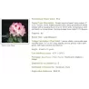 Rododendras - Rhododendron HACHMANNS CHARMANT