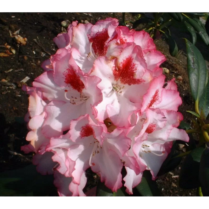Rhododendron HACHMANNS CHARMANT