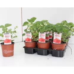 Užsisakyk augalus pavasariui jau dabar