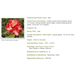 Rododendras - Rhododendron JUNIFEUER