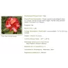 Rododendras - Rhododendron JUNIFEUER