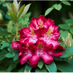 Rododendras - Rhododendron JUNIFEUER