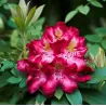 Rododendras - Rhododendron JUNIFEUER