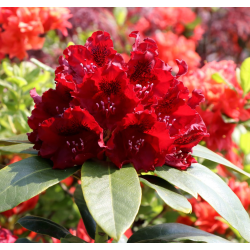 Rhododendron KARL NAUE