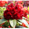 Rododendras - Rhododendron KARL NAUE