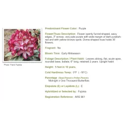 Rhododendron MIDNIGHT MYSTIQUE