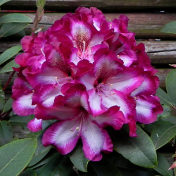 Rododendras - Rhododendron MIDNIGHT MYSTIQUE
