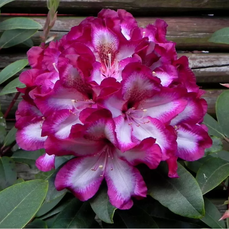 Rhododendron MIDNIGHT MYSTIQUE