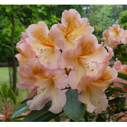 Rhododendron OLGA