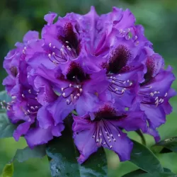 Rododendras - Rhododendron ORAKEL