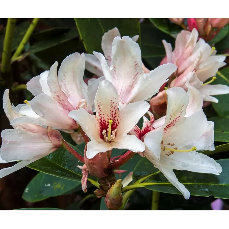 Rhododendron Starbright Champagne