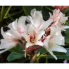 Rhododendron Starbright Champagne