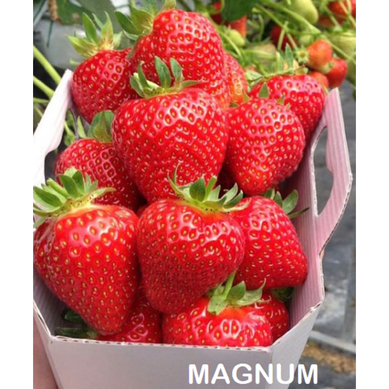 Strawberry - Fragaria x ananassa MAGNUM