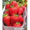 Strawberry - Fragaria x ananassa MAGNUM