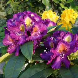 Rhododendron TAMARINDOS