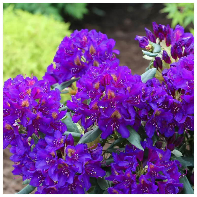 Rhododendron TAMARINDOS