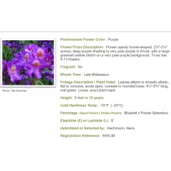 Rhododendron TAMARINDOS