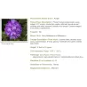 Rododendras - Rhododendron TRUE BLUE