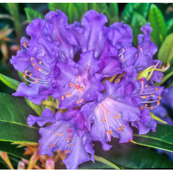 Rhododendron TRUE BLUE