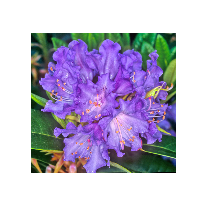 Rododendras - Rhododendron TRUE BLUE