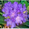 Rododendras - Rhododendron TRUE BLUE