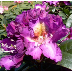Rhododendron TAMARINDOS