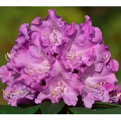 Rododendras - Rhododendron TRUE BLUE