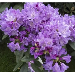 Rhododendron TRUE BLUE