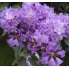 Rododendras - Rhododendron TRUE BLUE