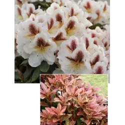 Rododendras - Rhododendron EXTRAORDINAIRE
