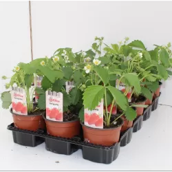 Užsisakyk augalus pavasariui jau dabar