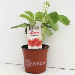 Užsisakyk augalus pavasariui jau dabar