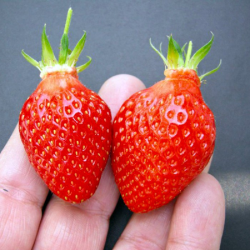 Strawberry - Fragaria x ananassa GARIGUETTE (LABAI ANKSTYVA)