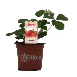 Braškė - Fragaria ananassa LAMBADA (ankstyva)