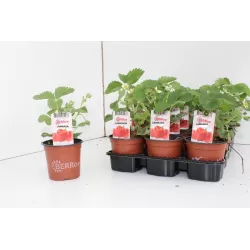 Braškė - Fragaria ananassa LAMBADA (ankstyva)