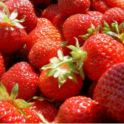 Strawberry - Fragaria x ananassa LAMBADA (vasarinė)