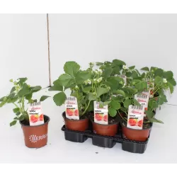 Užsisakyk augalus pavasariui jau dabar