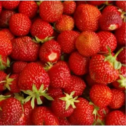 Braškė - Fragaria ananassa SENGA SENGANA (vid.vėlyvumo)