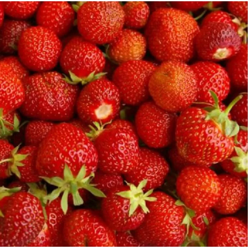 Užsisakyk augalus pavasariui jau dabar