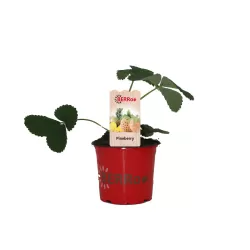 Braškė - Fragaria ananassa PINEBERRY (baltavaisė)