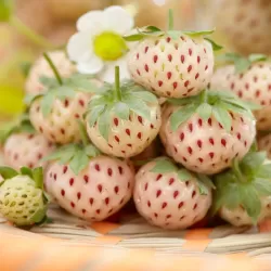 Braškė - Fragaria ananassa PINEBERRY (baltavaisė)