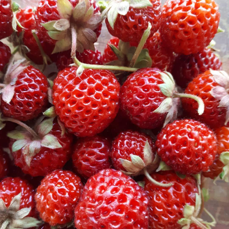 Strawberry - Fragaria x ananassa FRAMBERRY