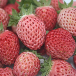 Musk Strawberry - Fragaria moshata BUBBLEBERRY