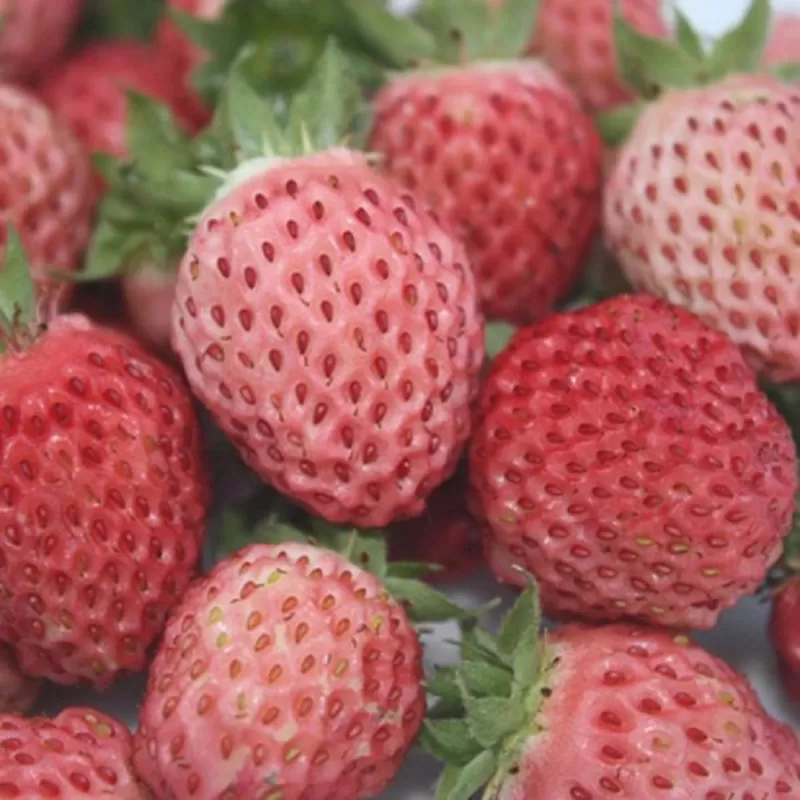 Braškė - Fragaria moshata BUBBLEBERRY (vasarinė) Braškė - Fragaria moshata BUBBLEBERRY (vasarinė)