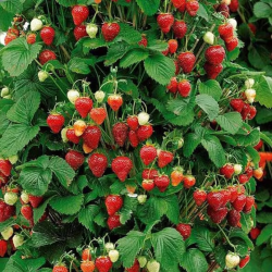 Strawberry - Fragaria MOUNT EVEREST