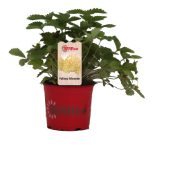 Žemuogė (geltonvaisė) - Fragaria vesca YELLOW WONDER