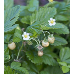 Wild strawberry - Fragaria vesca YELLOW WONDER