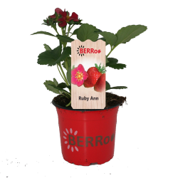 Strawberry - Fragaria ananassa RUBY ANN